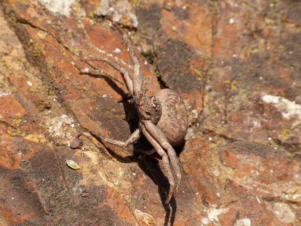 Xysticus bufo in atteggiamento di minaccia - Tolfa (RM)